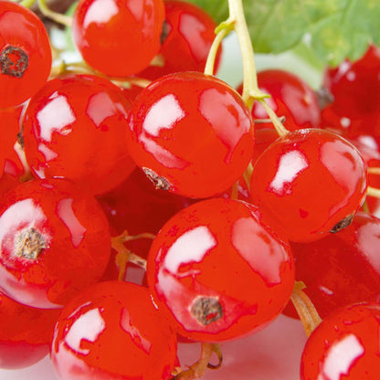 Redcurrant 'Rovada' | Redcurrant – Gardeners Dream