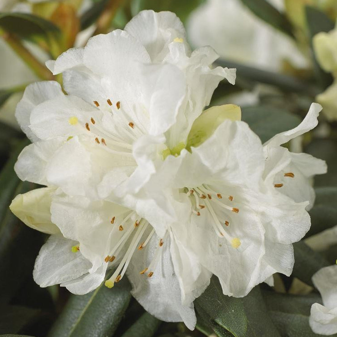 Rhododendron 'Dora Amateis' | Dwarf Hardy Hybrid – Gardeners Dream