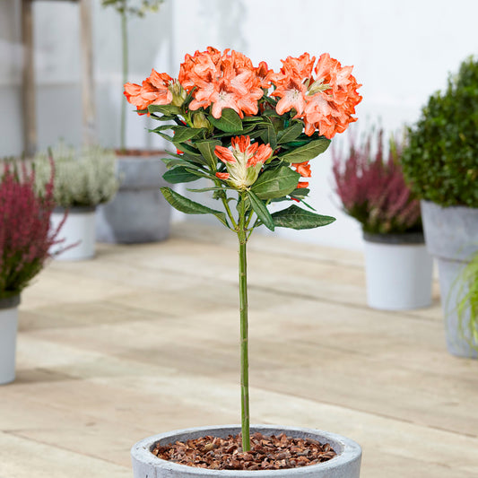 Orange Rhododendron Patio Tree