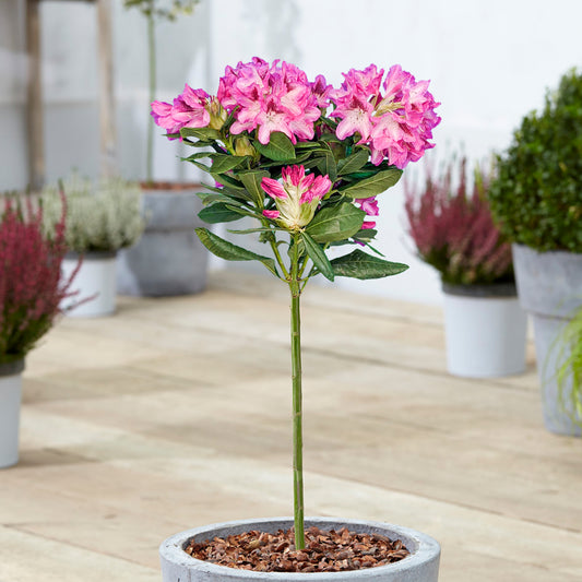 Pink Rhododendron Patio Tree
