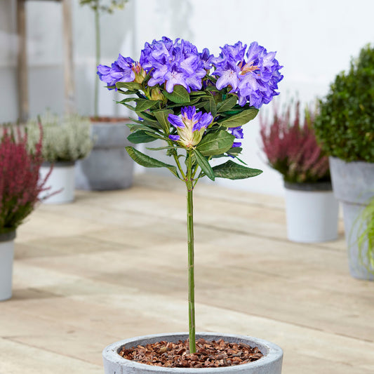 Purple Rhododendron Patio Tree