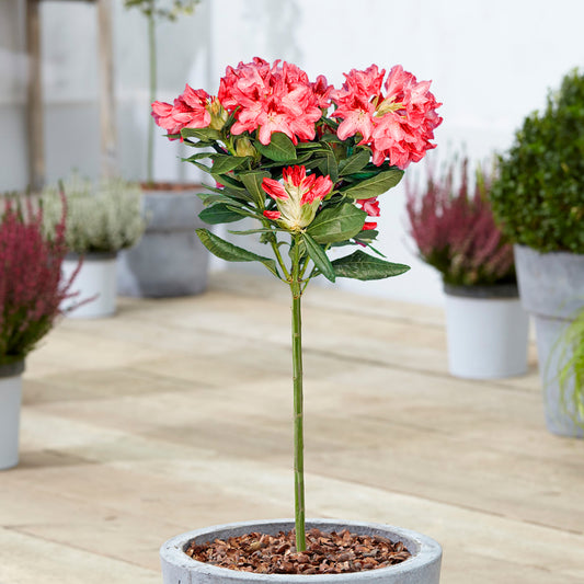 Red Rhododendron Patio Tree