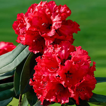 Red Rhododendron Patio Tree | Rhododendron Tree – Gardeners Dream