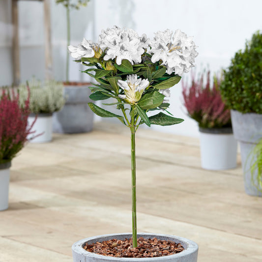 White Rhododendron Patio Tree