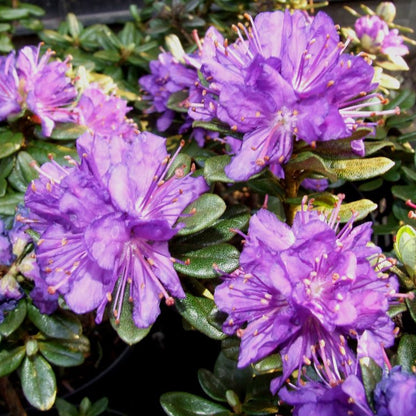 Rhododendron 'Purple Pillow' | Dwarf Hardy Hybrid – Gardeners Dream