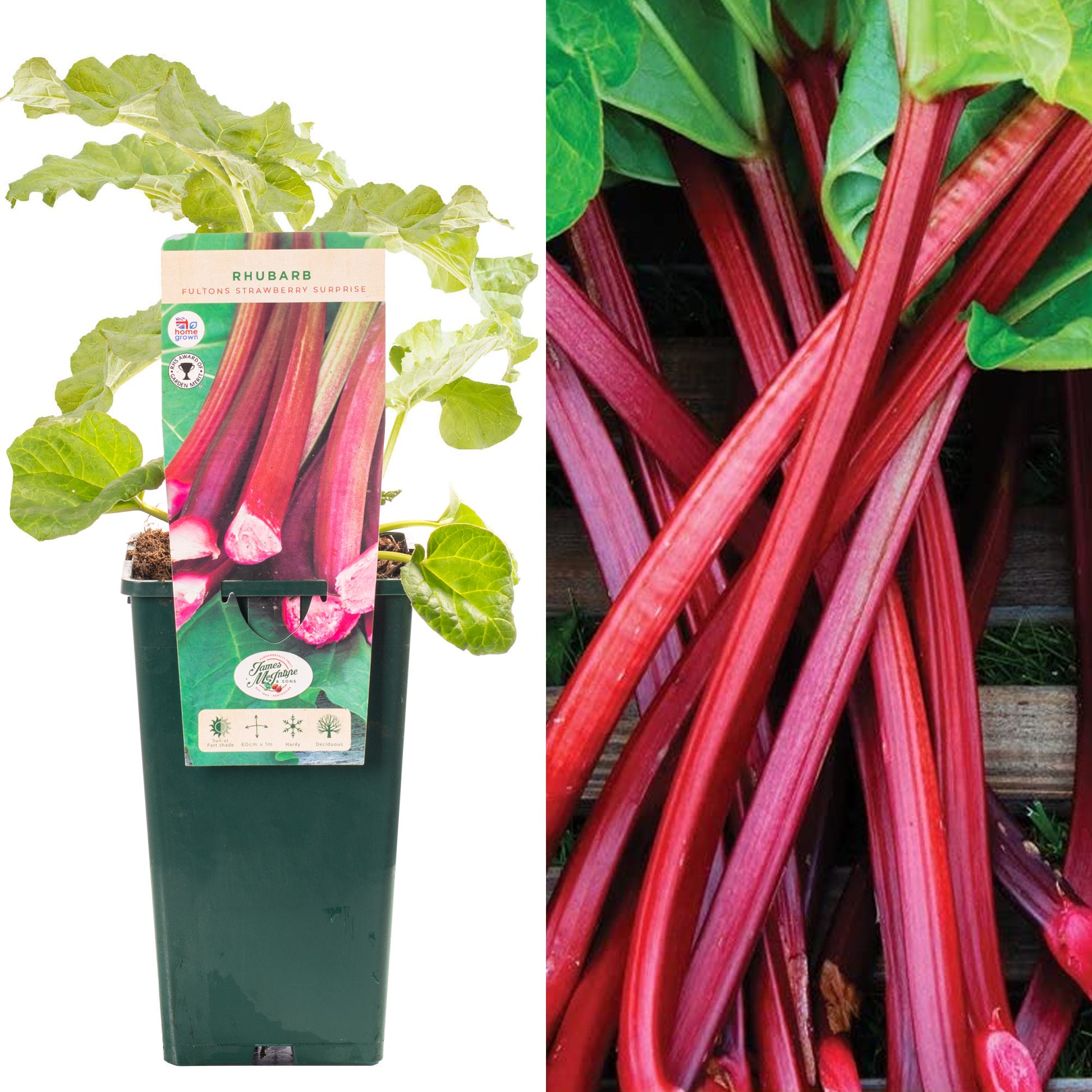 fulton's strawberry surprise rhubarb seeds Rhubarb 'Fulton's Strawberry Surprise'