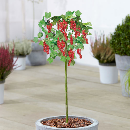 Ribes 'Jonkheer van Tets' Patio Tree