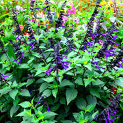 Salvia 'Amistad'
