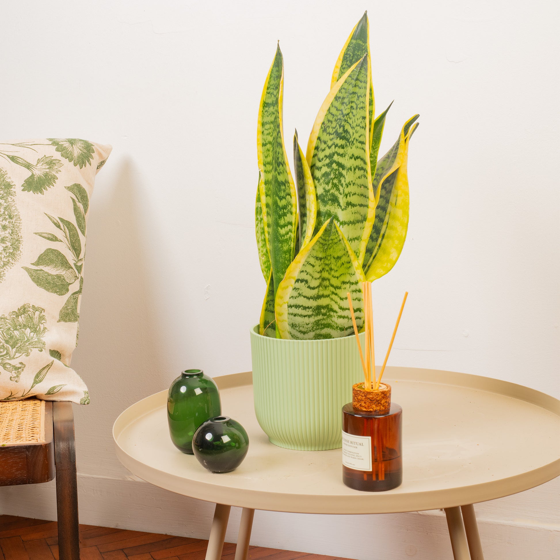 sansevieria thin leaves Sansevieria 'Laurentii'