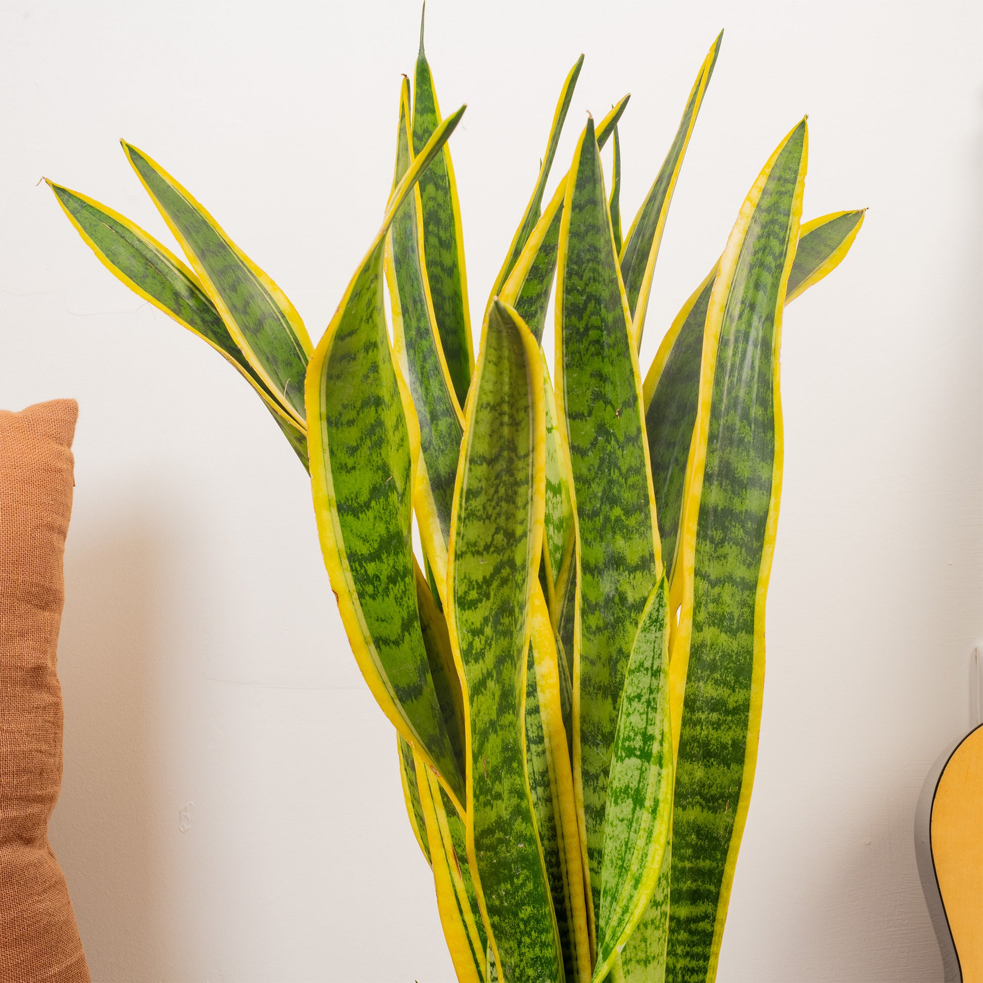 snake plant buy uk Sansevieria 'Laurentii'