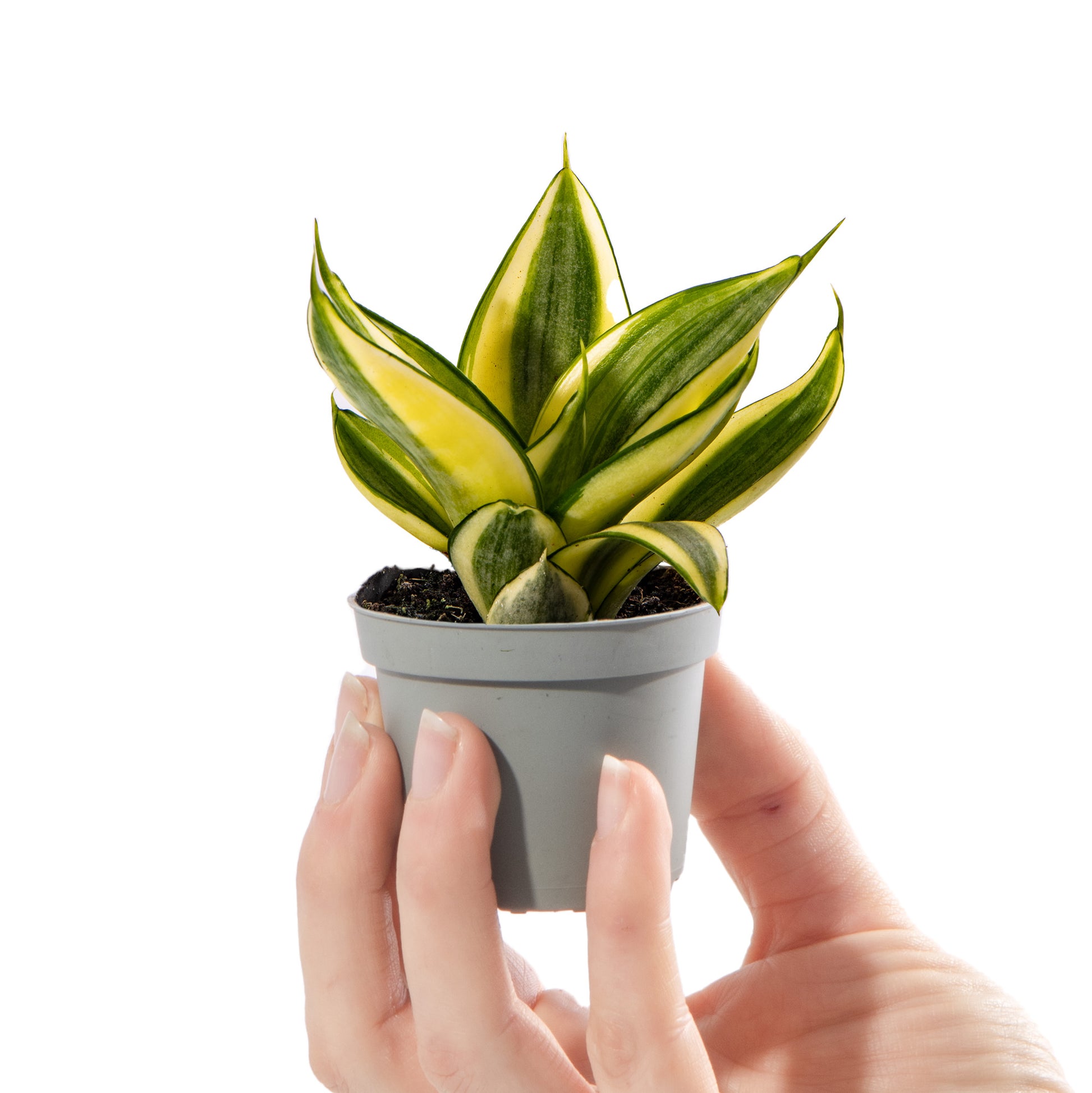 golden bird's nest snake plant Baby Sansevieria 'Golden Hahnii'