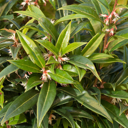 Sarcococca 'Winter Gem' | Sweet Box – Gardeners Dream