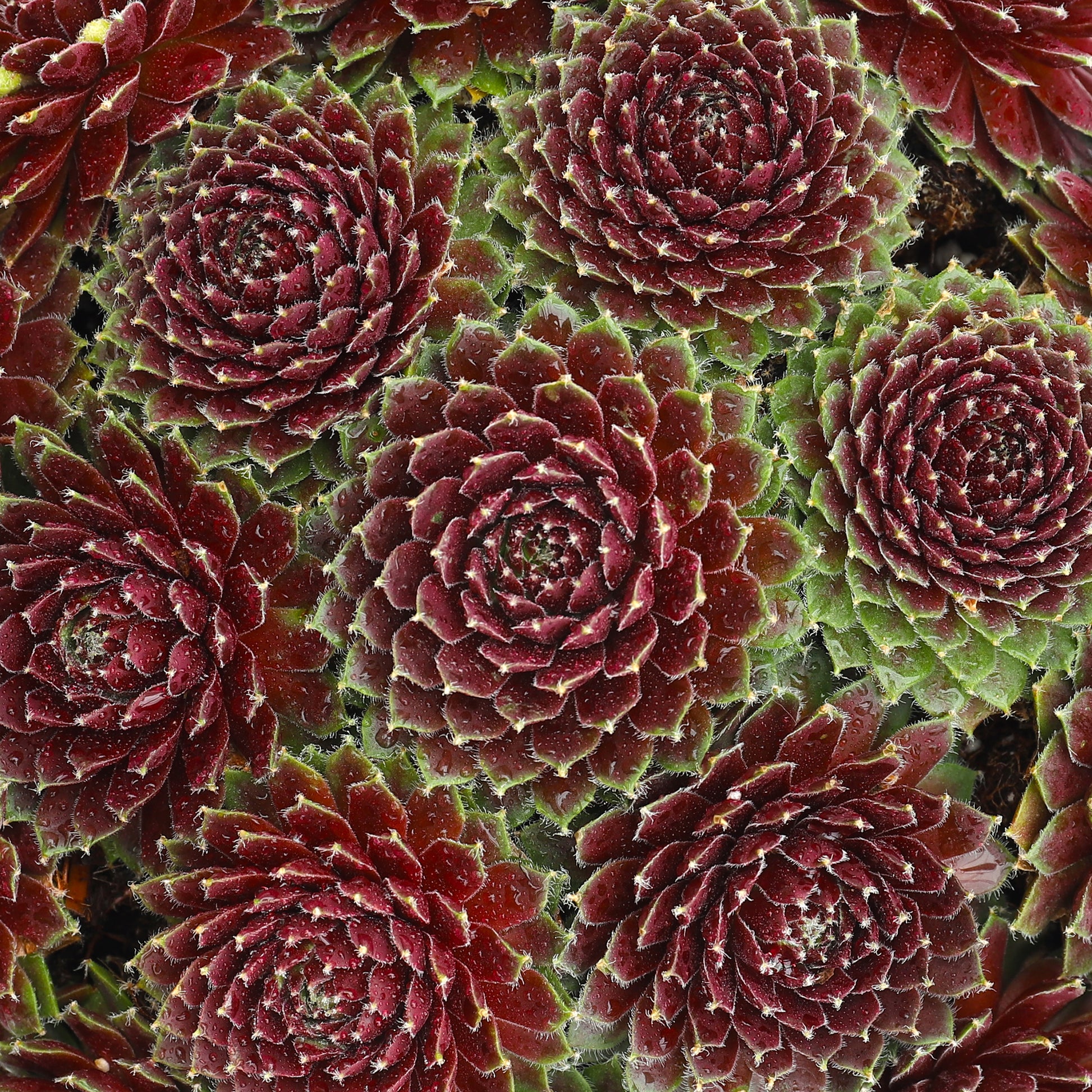 cinnamon starburst succulent Sempervivum 'Cinnamon Starburst'