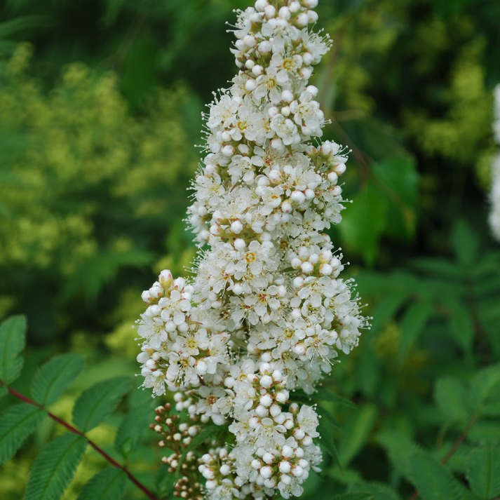 Sorbaria 'Sem' | False Spirea – Gardeners Dream