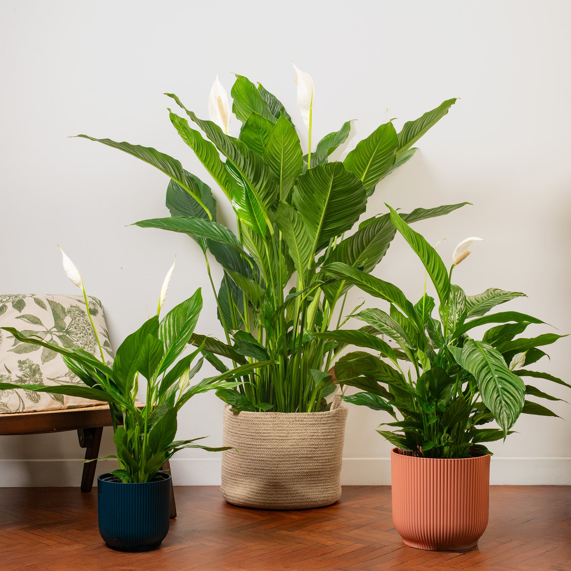 spathiphyllum peace lily 12cm home pot Spathiphyllum 'Peace Lily'