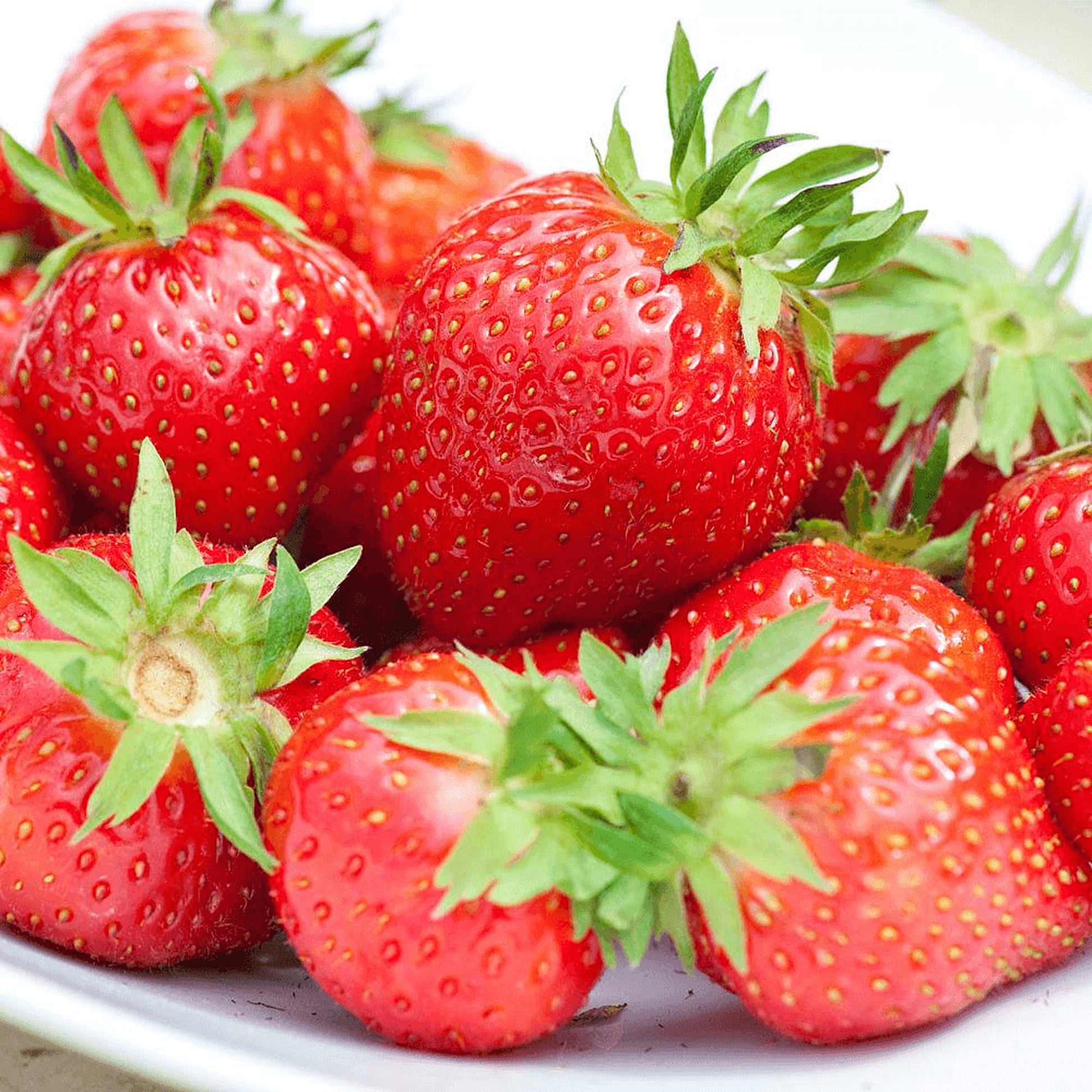 flamenco strawberry seeds Strawberry 'Flamenco'