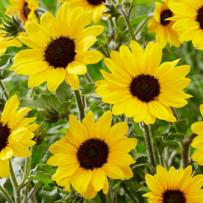 Sunflower Skip Sunflower | Common Sunflower – Gardeners Dream