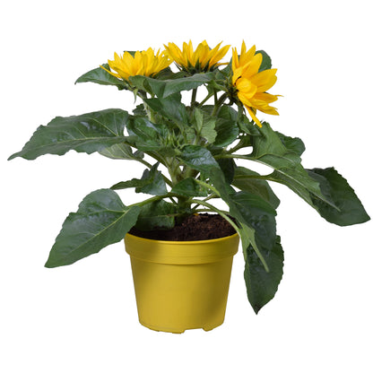 Sunflower Skip Sunflower | Common Sunflower – Gardeners Dream