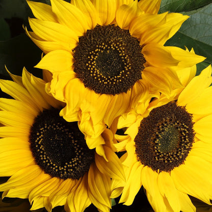 Sunflower | Common Sunflower – Gardeners Dream
