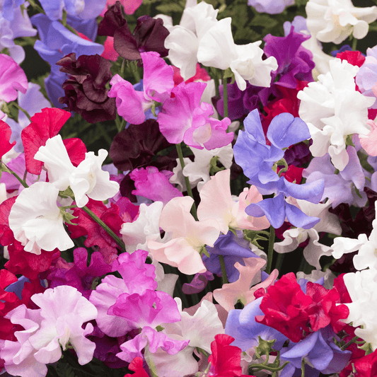 Sweet Pea Tall Carry Pack