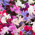 Sweet Pea Dwarf Bedding Plants