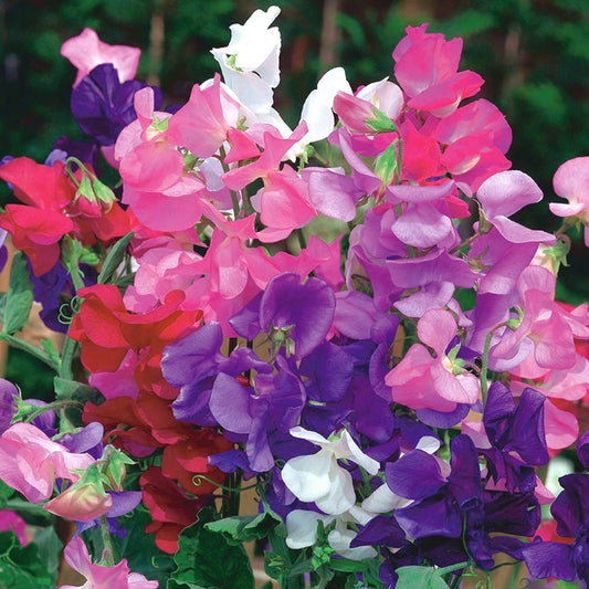 Sweet Pea Tall Bedding Plants