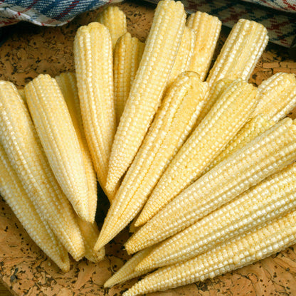 Mini Soft Corn Sweetcorn 'Minipop' | Sweetcorn – Gardeners Dream