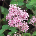 Syringa 'Red Pixie'