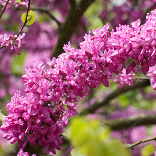 Cercis 'Bodnant'