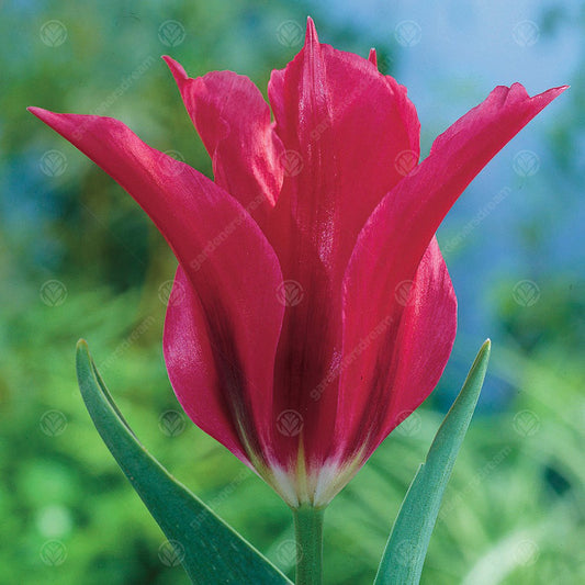 Tulip 'Doll's Minuet'