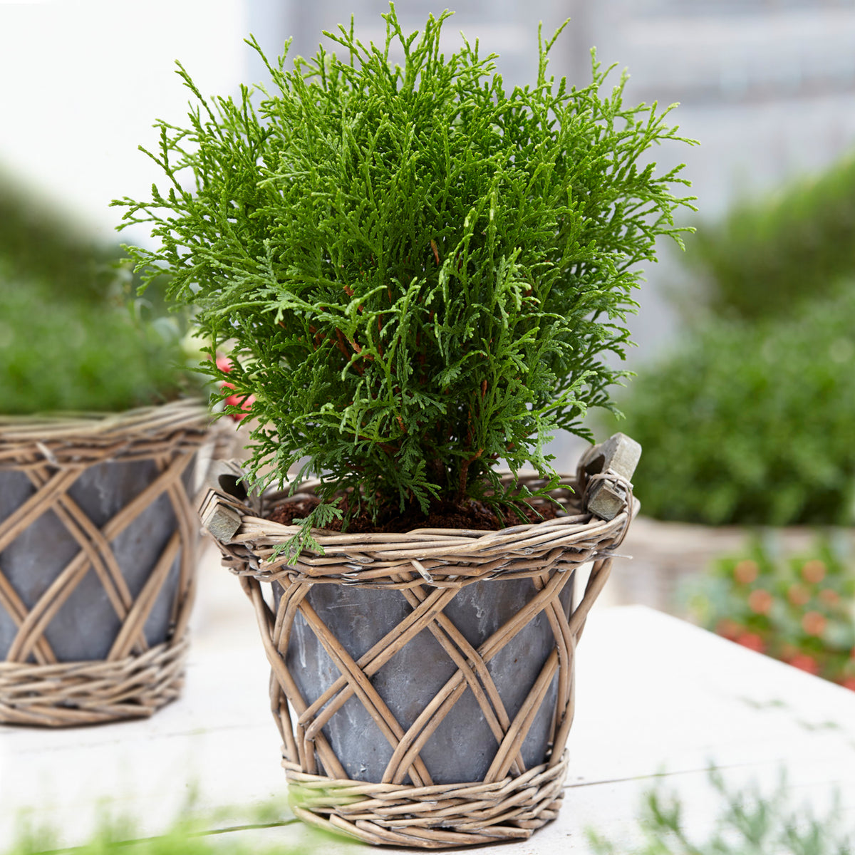 Thuja 'Tiny Tim' | Oriental Arborvitae – Gardeners Dream