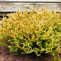 Thuja 'Golden Tuffet'
