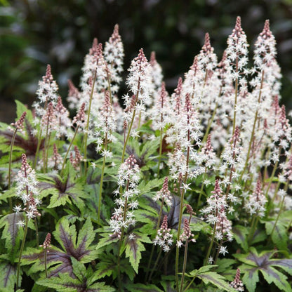 Tiarella Sugar And Spice Plant