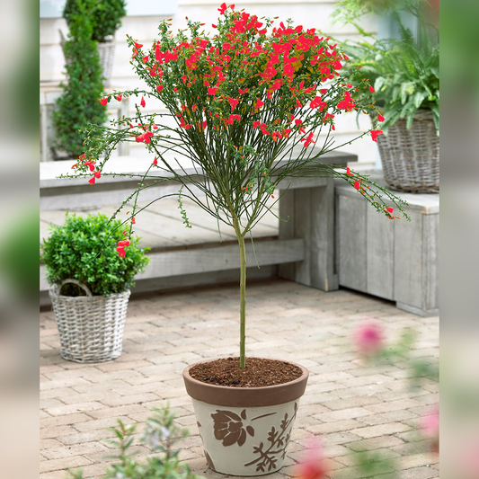 Red Cytisus Broom Tree