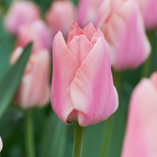 Tulip 'Apricona'