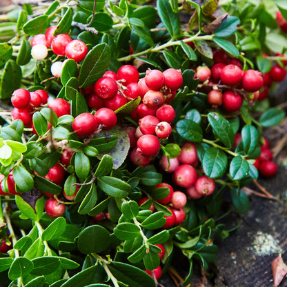Lingonberry | Lingonberry – Gardeners Dream