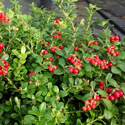 Lingonberry 'Red Pearl'