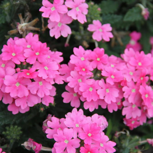 Verbena Candy Pink Basket Plants