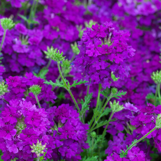 Verbena Purple Velvet Basket Plants