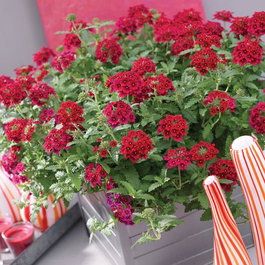 Verbena Scarlet Red Basket Plants
