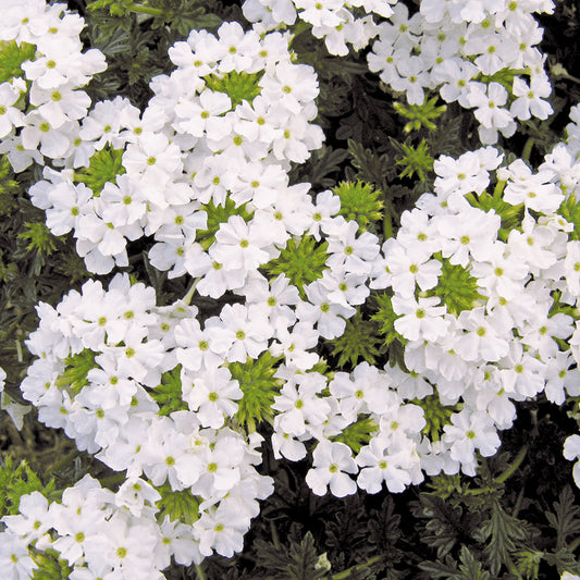 Verbena White Basket Plants