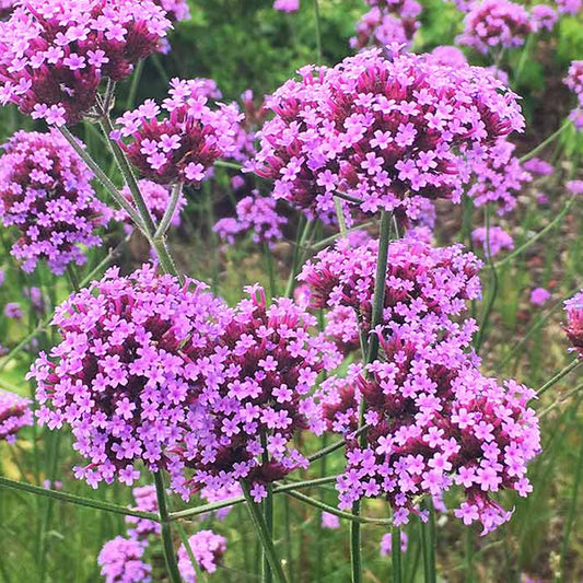 Verbena bonariensis