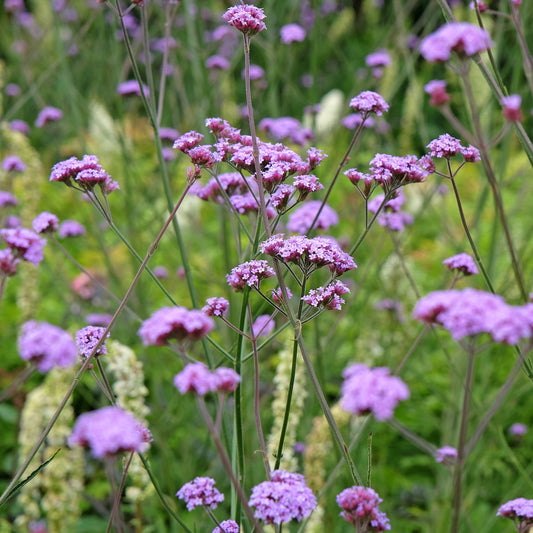 Verbena 'Lollipop'