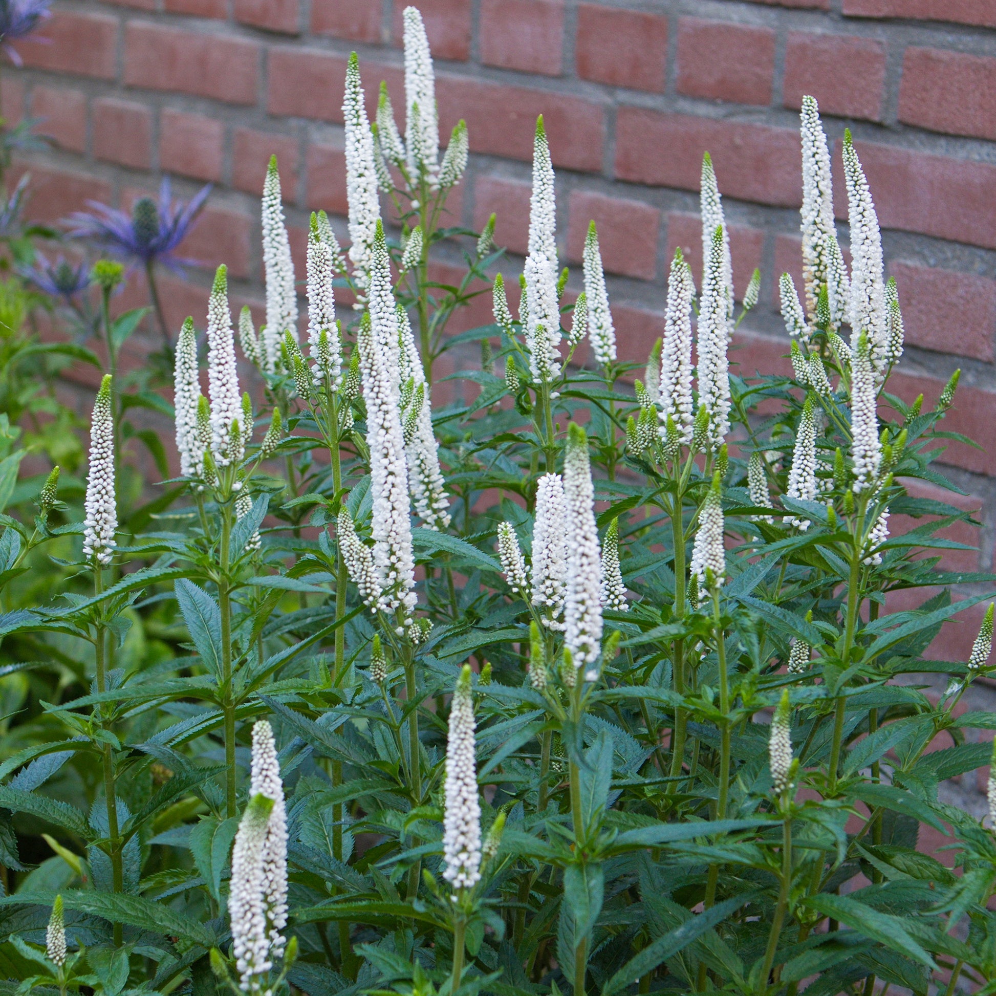 Veronica Raspberry Veronica 20