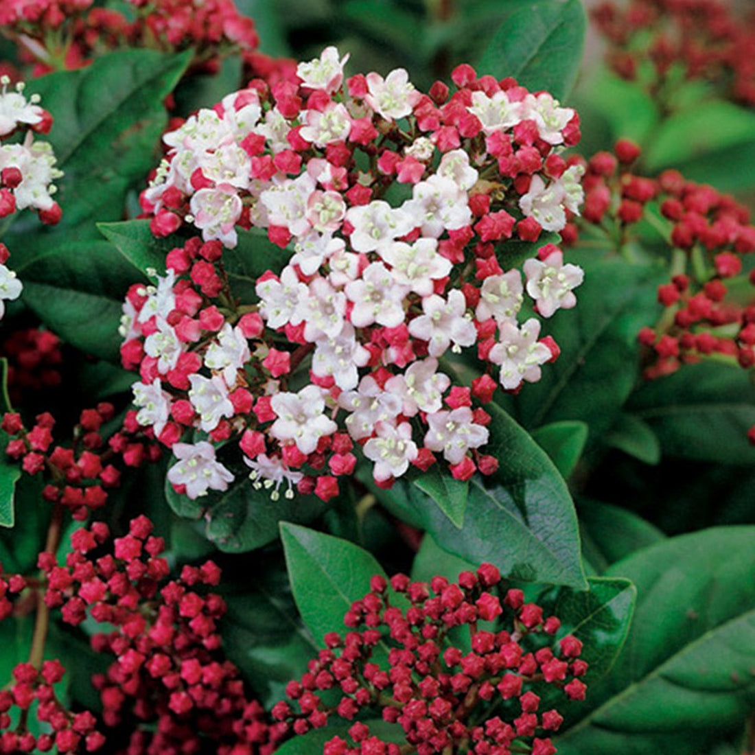 Viburnum Tinus Laurustinus Gardeners Dream viburnum-tinus-laurustinus-gardeners-dream