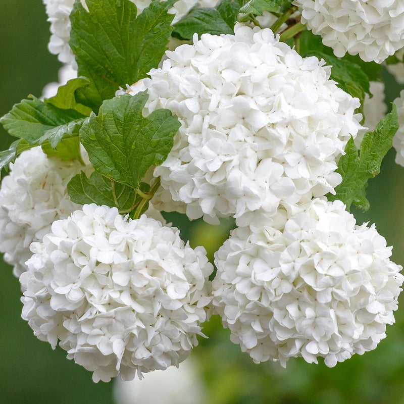 Gardeners Dream