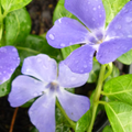 Vinca 'Bowles's Variety'