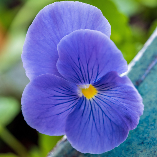 Viola Deep Blue