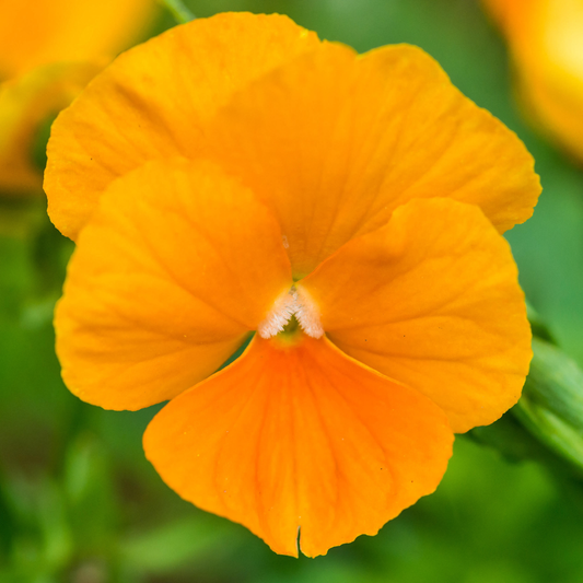 Viola Orange