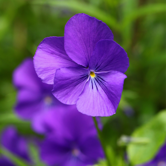 Viola Violet